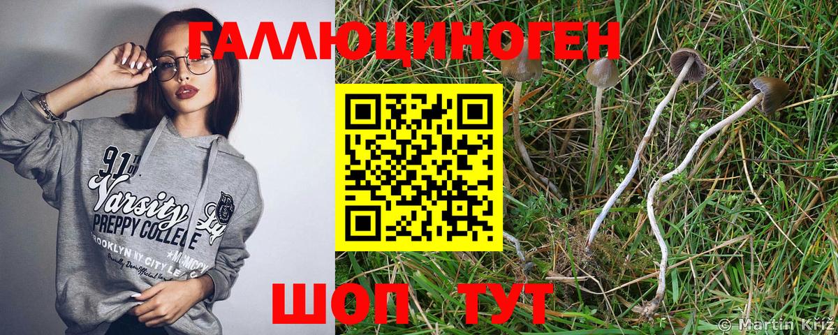 Галлюциногенные грибы Cubensis  Псилоцибиновые грибы прущие грибы  Новочеркасск  где купить наркоту  Вход с VPN 